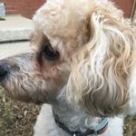 Jack - @jackdog.mattingly - Instagram