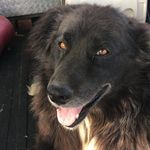Jack Thomas Mattingly - @jack_themain_dog - Instagram