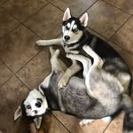 Jack & Maverick - @psycho_jack_too_chill_mav - Instagram