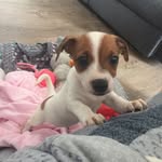 @mavis_the_jack_russell - Instagram