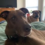 Jack & Maze - @theadventuresofjackandmaze - Instagram