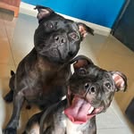Jack e Mazekeen - @jack_e_maze - Instagram