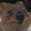 jackmcgettigan - @fazequokka - TikTok