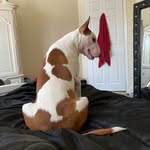 Jack, Mickey, Cosmo & Onynx - @3pups1mom - Instagram