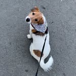 Jack Russell terrier Mickey - @mickey_jackrt - Instagram