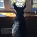 Jack+Mickey - @blackandwhitedogsss - Instagram
