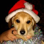 Jack♥️Mickey♥️Zlata♥️Felix - @_my_family_of_animals - Instagram