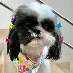 Lilo, Jack & Mickey🐾🤍🖤 - @lilo_jack_mickey_theshitzus_ - Instagram