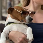 Mickey jack russell dog - @mickey_jackrussel - Instagram
