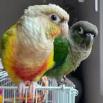 Mingo&Jack - @conures_mingo_jack - Instagram
