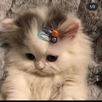 Jack & kay's miracle world🤪🐶🐱🌠 😍 - @jack.kay___ - Instagram