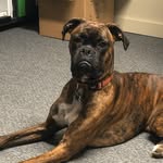 Jack A Moe - @jack_moe_theboxer - Instagram