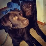 Jack+Moe - @jack_moe_puppers - Instagram