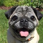 Jack Moffett - @jack_the_pug - Instagram