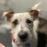 Shorty Jack Russell Morelli - @shortyjackmorelli - Instagram