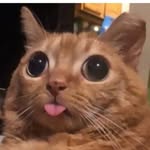Jack Morrill - @jackinoz2 - Instagram