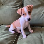 Ruby Moser - Jack Russell 🐶🇬🇧 - @ruby_jackrussell_moser - Instagram