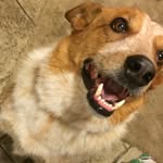 Jack Najar - @jack_the_heeler_dog - Instagram