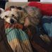 Jack The Schnauzer Needs Your Help - Facebook
