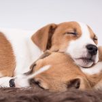 Dexter, Dusty, Diesel And Dino - @jackrusselnetherlands - Instagram
