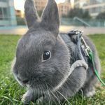 Jack the Netherland Dwarf Rabbit - @jack_the_dwarf_rabbit - Instagram