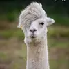 Jack Newcomb - @jack24newc - TikTok