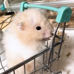 JackNickスモールアニマル部門 - @jacknick_sa_928 - Instagram