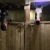 nickjackson445 - @nick.jackson07 - TikTok