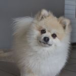 Jack Nicolas - @jackn_spitz - Instagram