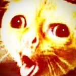 Jack Nicoll - @jacklolcat - Instagram