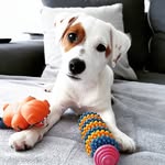 jackrussell_nida - @jackrussell_nida - Instagram