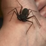 Jack Nilsen - @bugs_in_my_house - Instagram
