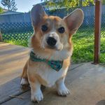 Jack (AKA-Jack the nipper) - @jack.the.pembroke.corgi - Instagram