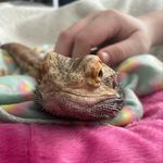 Jack the nipper - @jack_thenipper_bd - Instagram