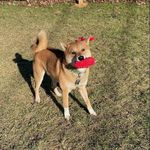 Jack The Nipper - @jack_thenipper - Instagram