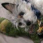 Jack the Nipper - @jack.thenipper - Instagram