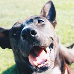 Jackal Becerra - @jack_the_nipper09 - Instagram