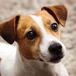 Nipper Hussel The Jack Russell - @nipperhusselthejackrussell - Instagram
