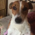 Nipper - @nipper_the_jack_russel_ - Instagram