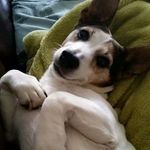 Nipper - @nipper_the_jack_russell - Instagram