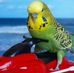 Ronnie, Reggie, Frankie &amp; Jack the nipper Budgie - Facebook