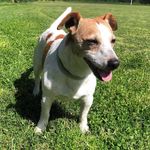 Rusty Jack Nipper 🐾 - @rusty.the.jackyrussell - Instagram