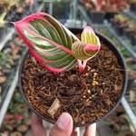 Jack_Nursery_Dramaga - @jack_nursery - Instagram