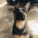 Jack 🐶 - @jack.olivaa - Instagram