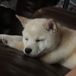 Jack Oliva - @jack_da_shibe - Instagram