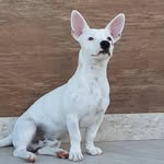 Jack Oliva 🐶 - @jackolivaoficial - Instagram