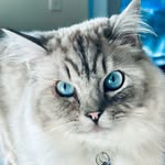 【﻿Ｊａｃｋ　Ｏｓｂｏｕｒｎｅ】 - @jackthecatosbourne - Instagram