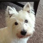 Jack Ottman🐶 - @jack_dog_ottman - Instagram