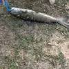 Fishing_Jackson - @jacksonpalazzolo - TikTok
