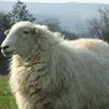 Jack Parry - @ilovesheep2 - TikTok